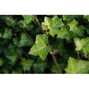 Brečtan popínavý (Hedera helix) ´HIBERNICA´ ∅ 30-50 cm, kont. C1.5L